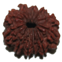 12 mukhi Rudraksha